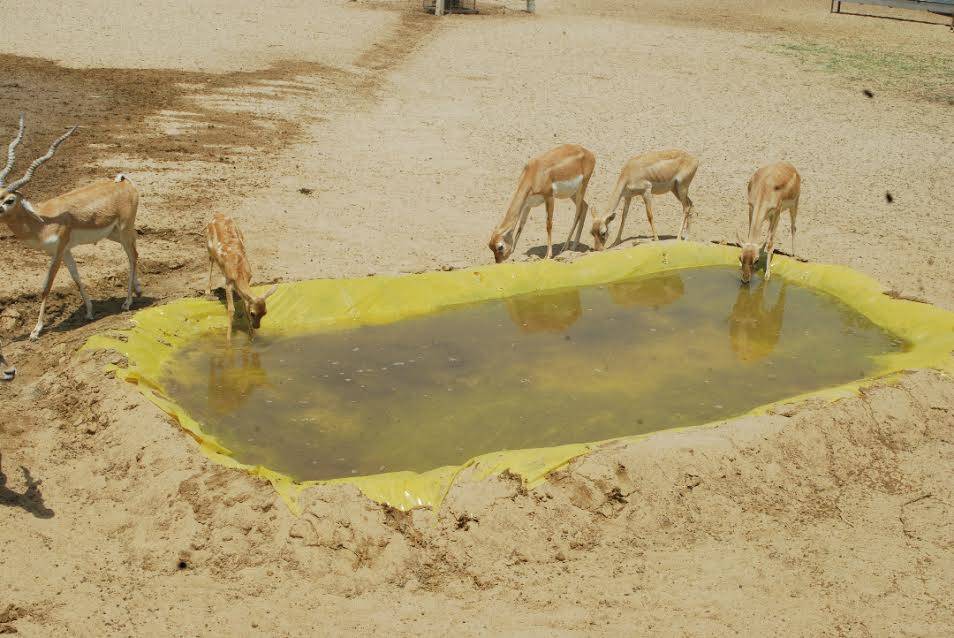 deer saved by rajasthan people
