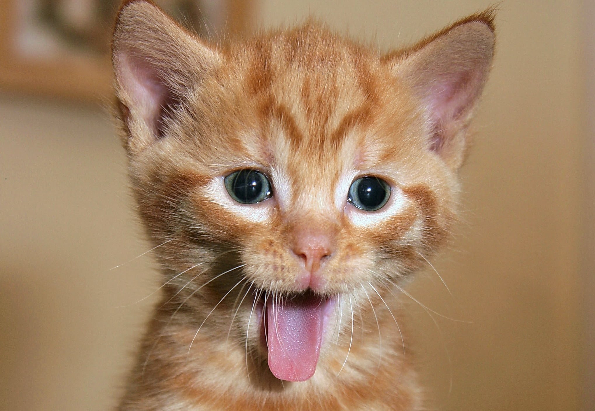 GREAT News: Funny Cat Videos Are Actually Good for You