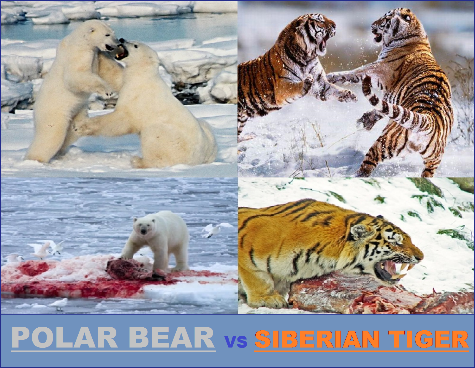 Bear Vs Tiger Who Wins