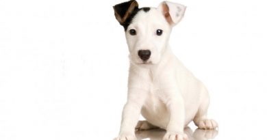 10 Best Nutrition Food For Dogs & Pets Which you Should Feed Your Pet Now 10 Best Nutrition Food For Dogs & Pets Which you Should Feed Your Pet Now