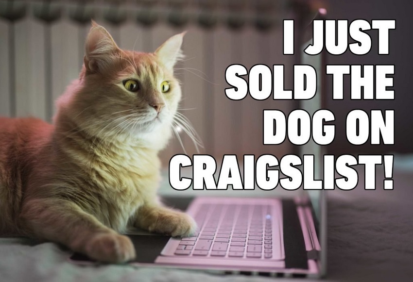12 Hilarious Cat Memes That Are So Hilarious (2020 Updated) 12 Hilarious Cat Memes That Are So Hilarious (2020 Updated)