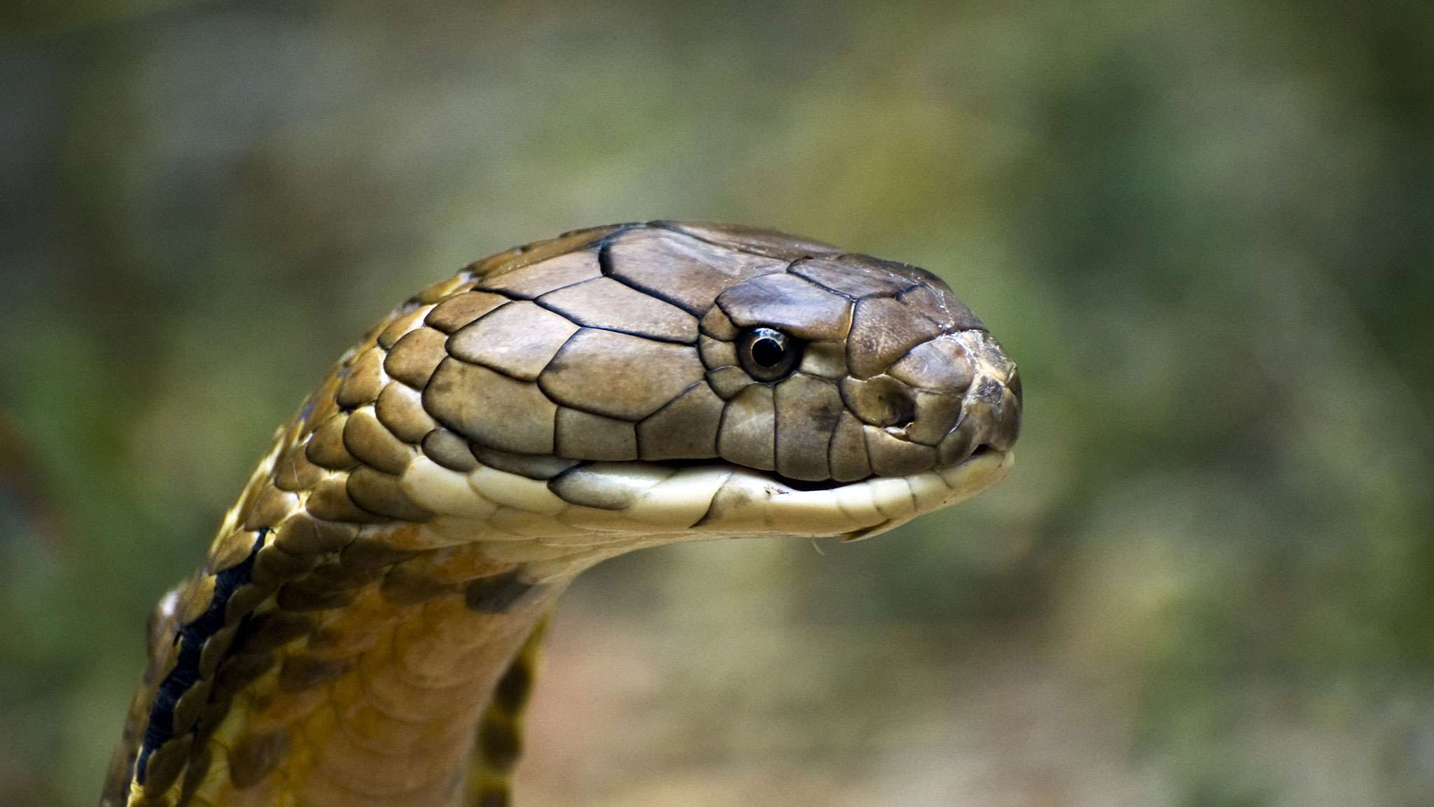 king cobra