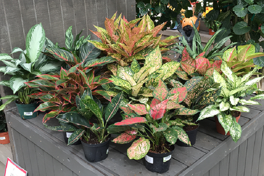 Aglaonema (Chinese Evergreen)