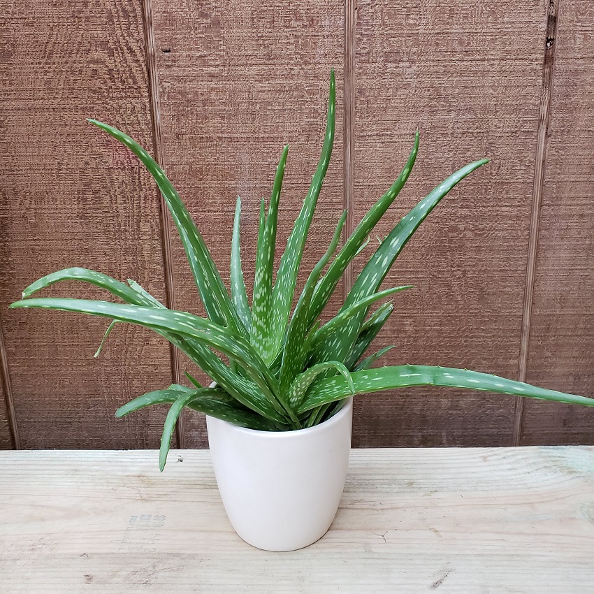 Aloe Vera