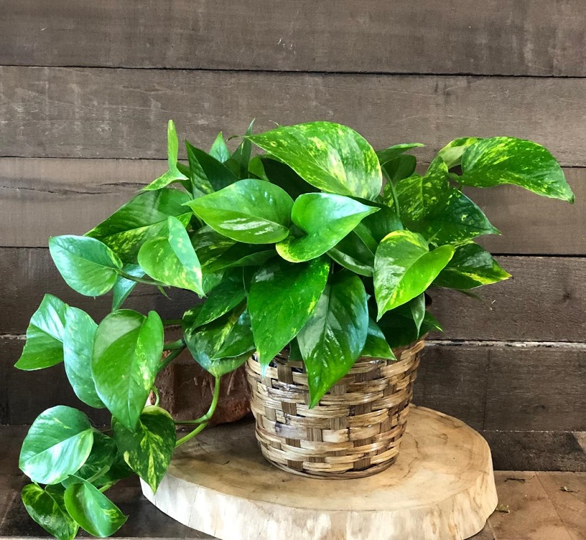 Money Plant (Pothos)