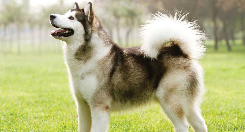 Alaskan Malamutes