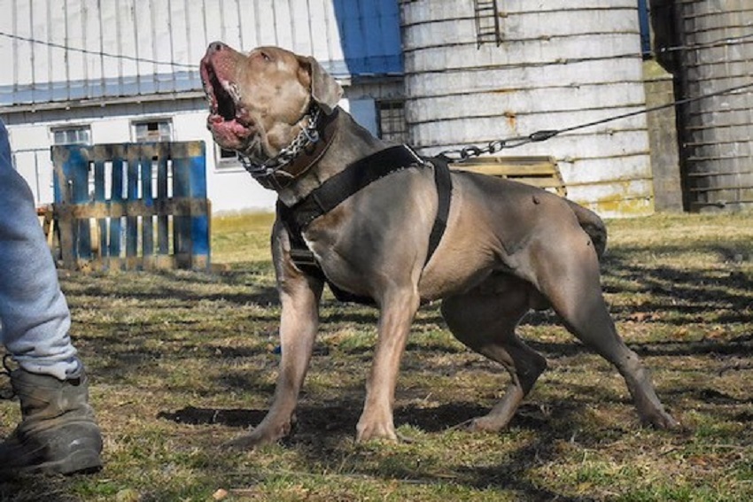 American Bandog