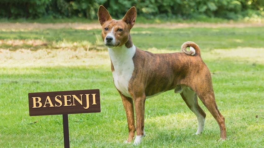 Basenji