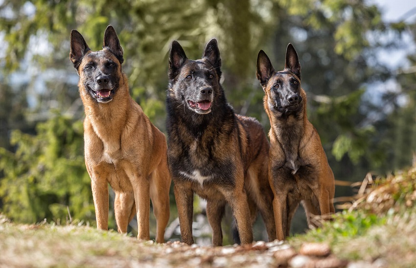 Belgian Malinois