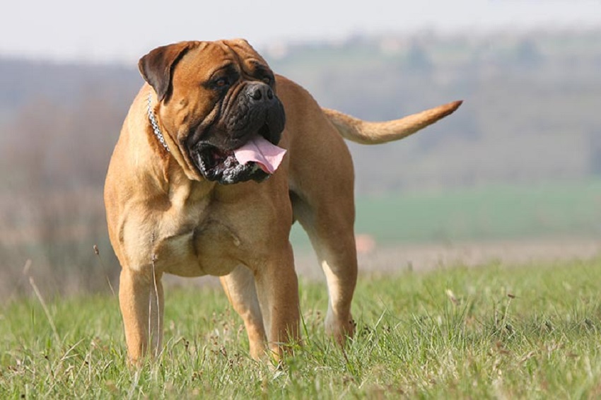 Bull Mastiff