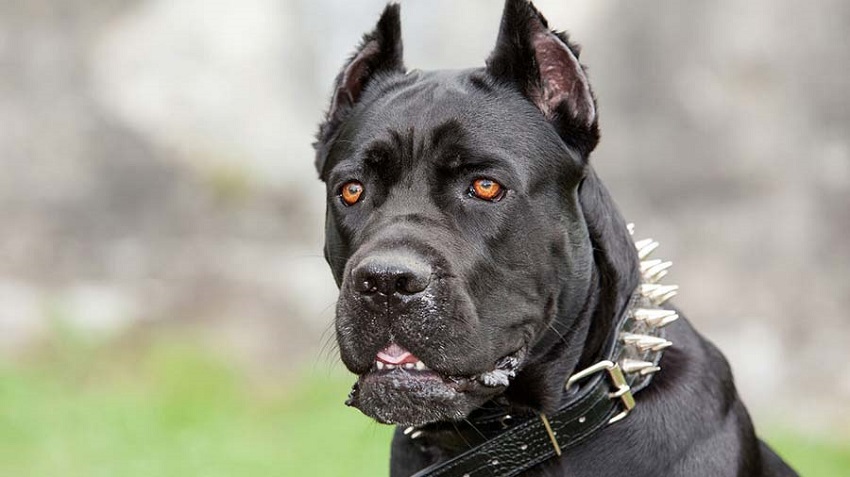 Cane Corso