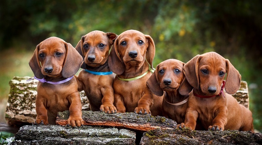 Dachshunds