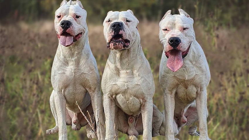 Dogo Argentino