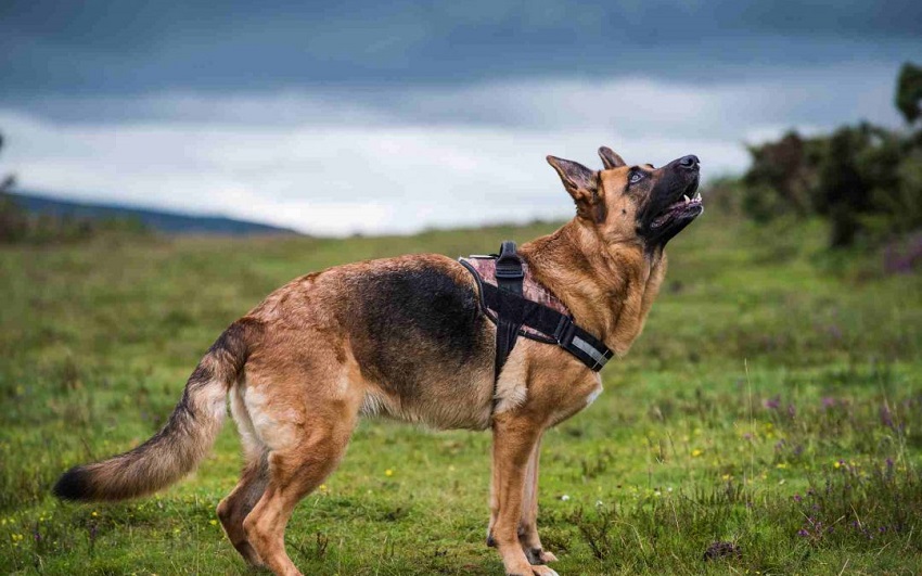 German Shepherds