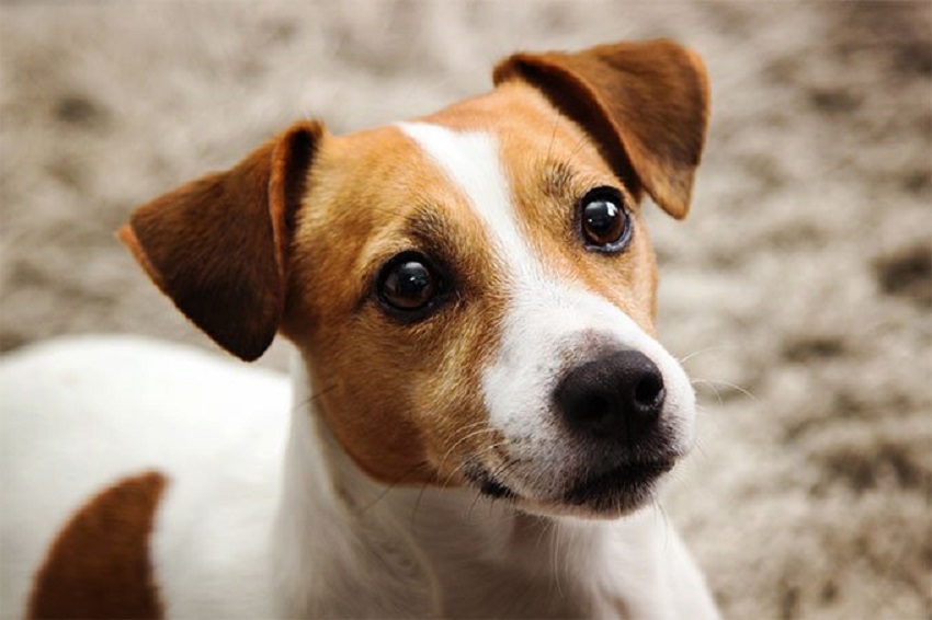 Jack Russell Terriers