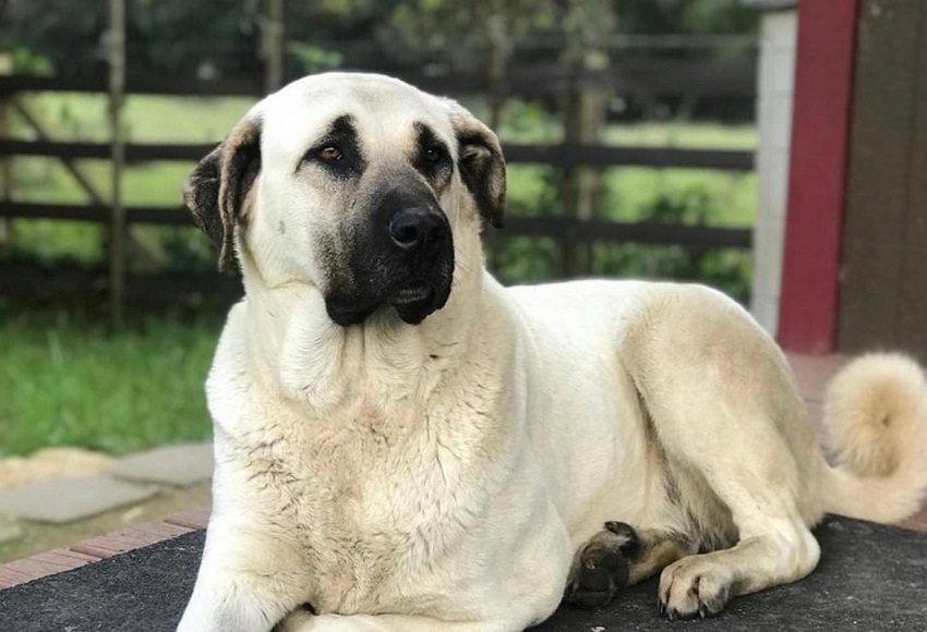 Kangal