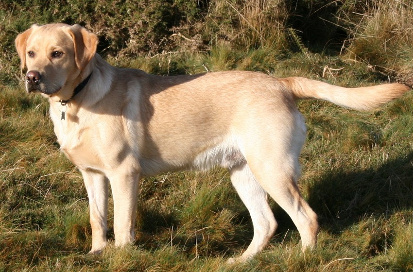 Labrador