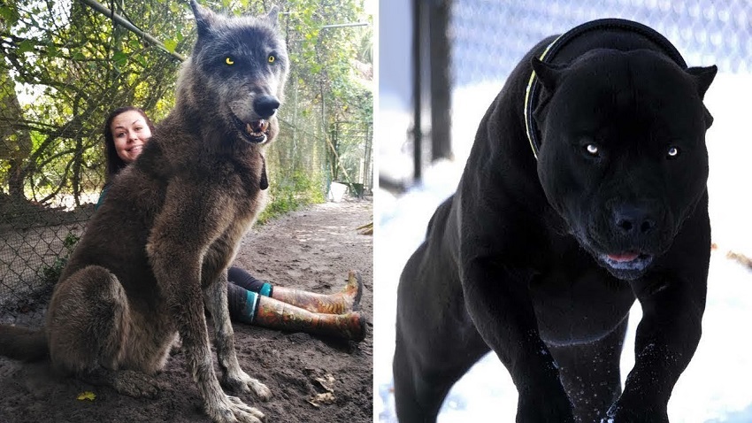 Top 30 Most Dangerous Dogs In The World 202 Infoupdate