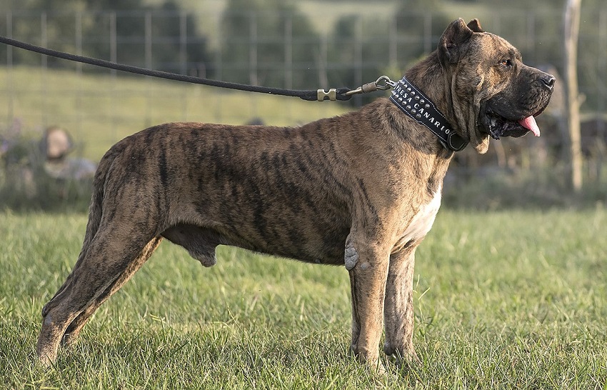 Perro de Presa Canario