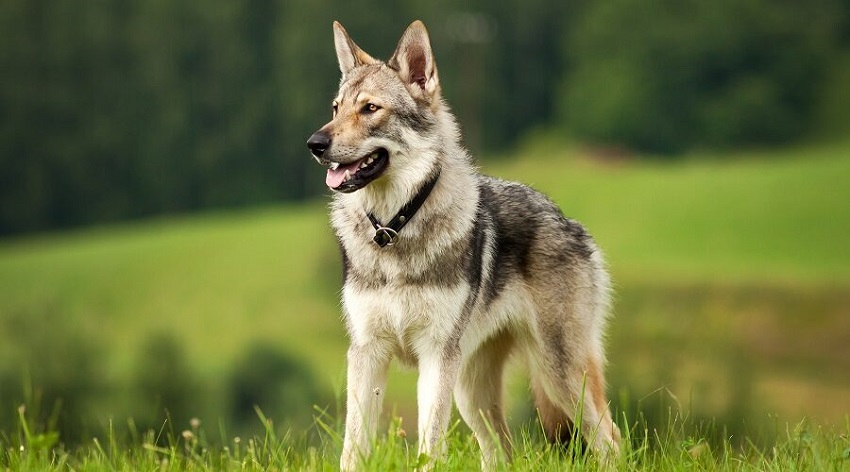 Wolf Dog