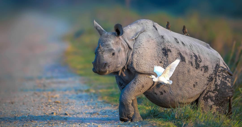 Kaziranga National Park